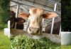 Maize Silage Revolution: ICAR–IIMR’s Breakthrough Initiative Reshapes Livestock Feeding in North-West India