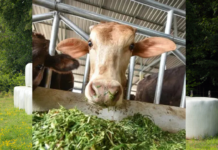 Maize Silage Revolution: ICAR–IIMR’s Breakthrough Initiative Reshapes Livestock Feeding in North-West India