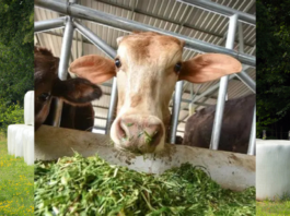 Maize Silage Revolution: ICAR–IIMR’s Breakthrough Initiative Reshapes Livestock Feeding in North-West India