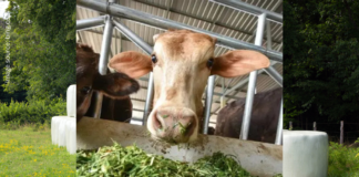 Maize Silage Revolution: ICAR–IIMR’s Breakthrough Initiative Reshapes Livestock Feeding in North-West India