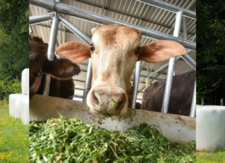 Maize Silage Revolution: ICAR–IIMR’s Breakthrough Initiative Reshapes Livestock Feeding in North-West India