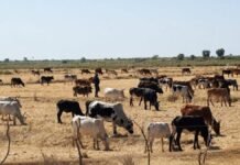 Chittoor Faces Fodder Shortage Amid Rainfall Deficit