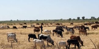 Chittoor Faces Fodder Shortage Amid Rainfall Deficit