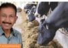 Importance of Scientific Feeding of Dairy Cows