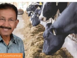 Importance of Scientific Feeding of Dairy Cows