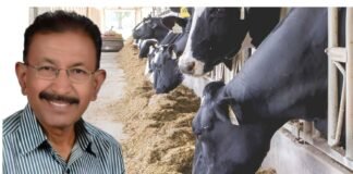 Importance of Scientific Feeding of Dairy Cows