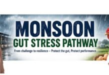 Monsoon and the Layer Gut: Protecting Gut Integrity for Sustained Egg Production