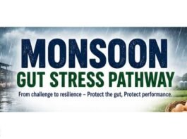 Monsoon and the Layer Gut: Protecting Gut Integrity for Sustained Egg Production