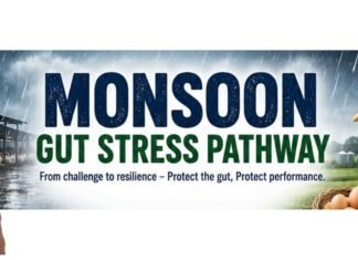Monsoon and the Layer Gut: Protecting Gut Integrity for Sustained Egg Production