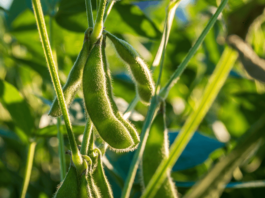 NOVUS launches Ingredient Assessment Service
