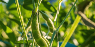 NOVUS launches Ingredient Assessment Service