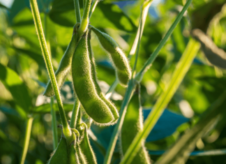NOVUS launches Ingredient Assessment Service
