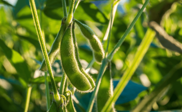 NOVUS launches Ingredient Assessment Service