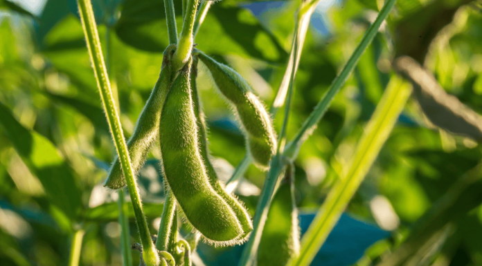 NOVUS launches Ingredient Assessment Service