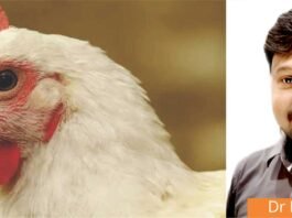 Feed Passage Syndrome: The Silent Enemy of Poultry Gut Health and Productivity