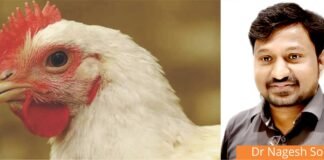 Feed Passage Syndrome: The Silent Enemy of Poultry Gut Health and Productivity