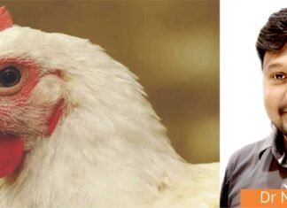 Feed Passage Syndrome: The Silent Enemy of Poultry Gut Health and Productivity