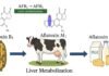 Portable Aflatoxin Testing Could Strengthen Dairy Feed Safety in India