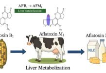 Portable Aflatoxin Testing Could Strengthen Dairy Feed Safety in India