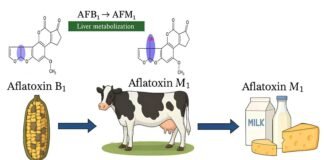 Portable Aflatoxin Testing Could Strengthen Dairy Feed Safety in India