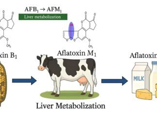 Portable Aflatoxin Testing Could Strengthen Dairy Feed Safety in India