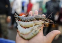 Andhra Pradesh Shrimp Farmers Seek Relief as Feed Costs Rise