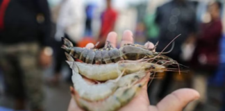 Andhra Pradesh Shrimp Farmers Seek Relief as Feed Costs Rise
