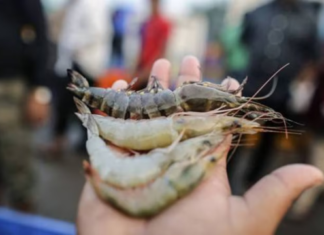 Andhra Pradesh Shrimp Farmers Seek Relief as Feed Costs Rise