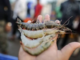 Andhra Pradesh Shrimp Farmers Seek Relief as Feed Costs Rise