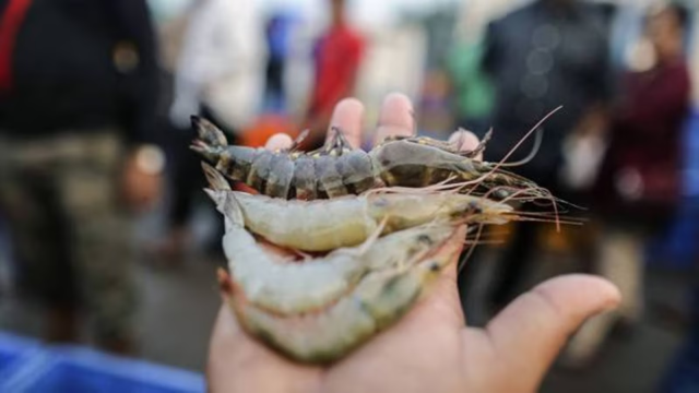 shrimp_20260618195732