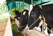 Policy Impact: Strengthening India’s Dairy and Livestock Sector