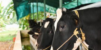 Policy Impact: Strengthening India’s Dairy and Livestock Sector