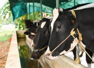 Policy Impact: Strengthening India’s Dairy and Livestock Sector