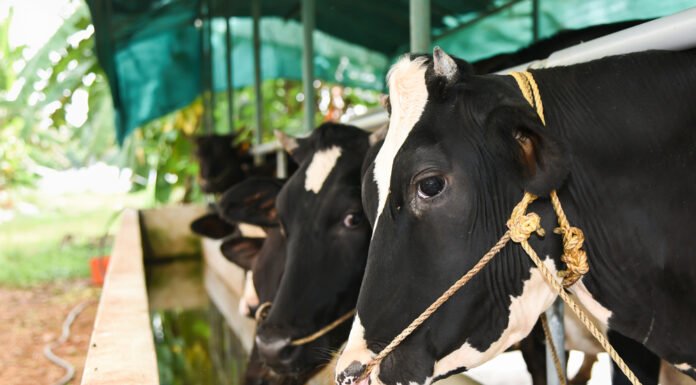 Policy Impact: Strengthening India’s Dairy and Livestock Sector