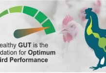 Raising the Bar for Gut Resilience Under Environmental Stress
