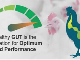 Raising the Bar for Gut Resilience Under Environmental Stress
