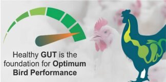 Raising the Bar for Gut Resilience Under Environmental Stress