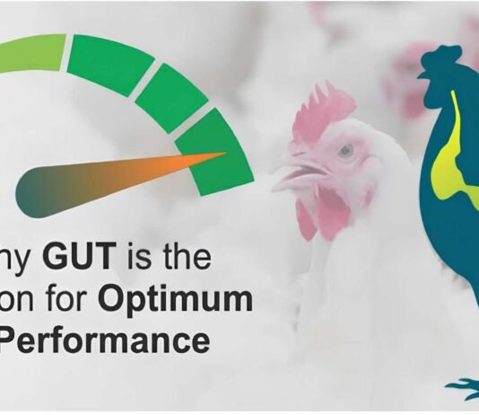 Raising the Bar for Gut Resilience Under Environmental Stress