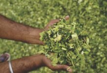 From Green Fodder to Stored Safe Feed: A Guide to Silage Management