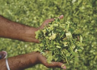 From Green Fodder to Stored Safe Feed: A Guide to Silage Management