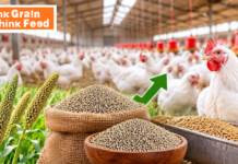 Millet Market Firms as Indian Poultry Feed Demand Supports Bajra