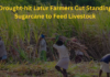 Drought-hit Latur Farmers Cut Standing Sugarcane to Feed Livestock