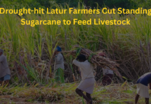 Drought-hit Latur Farmers Cut Standing Sugarcane to Feed Livestock