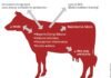 Importance of Fibre in Dairy Cow Feeding