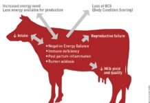 Importance of Fibre in Dairy Cow Feeding
