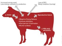 Importance of Fibre in Dairy Cow Feeding