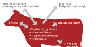 Importance of Fibre in Dairy Cow Feeding