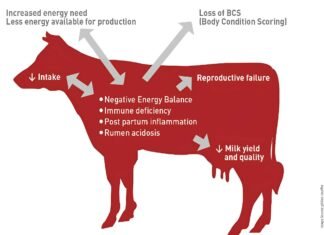 Importance of Fibre in Dairy Cow Feeding