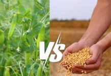 Field Peas Offer a Route to Lower Soybean Meal Dependence in Broiler Diets